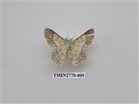 藏品(尺蛾341)的圖片